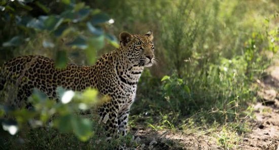 Ein Leopard guckt aus dem grünen Busch im Sabi Sand Game Reserve