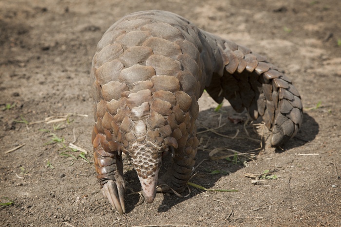 Extremely rare animals: the Cape pangolin scratching the ground for ants