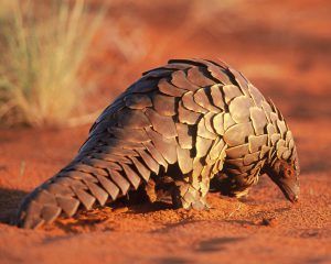 animaux d'afrique du sud