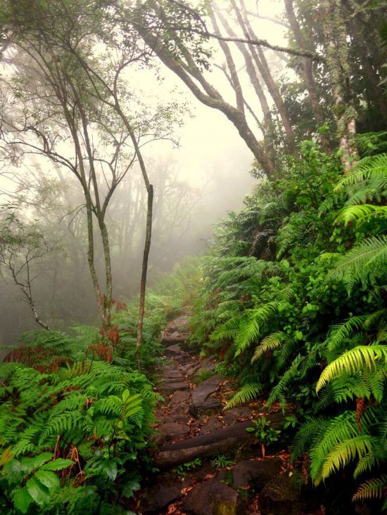 Skeleton Gorge em meio à neblina