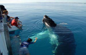 Observación de ballenas en Hermanus