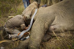 Artenschutz des Afrikanischen Elefantens bei Wildlife Act