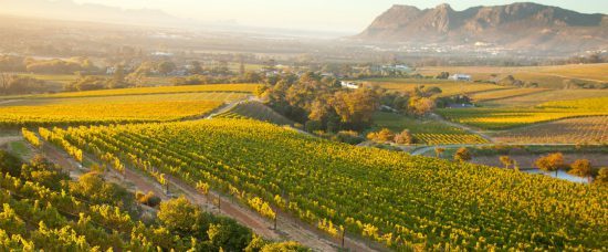 Los viñedos de Constantia, inspiración para los cinco sentidos