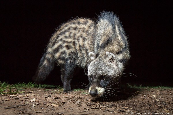 An African Civet in South Luangwa National Park, Zambia