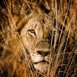 A lion in the midst of long grass