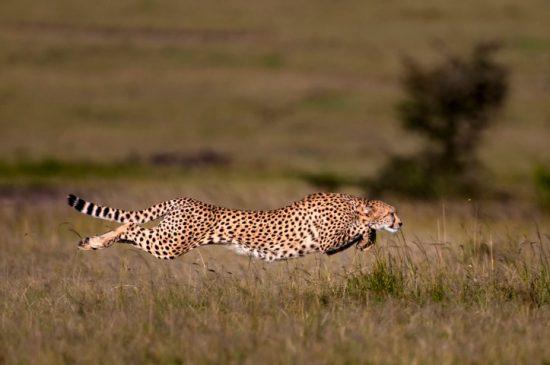 Ein Gepard im vollen Sprint