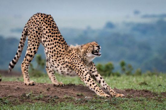 Ein Gepard streckt sich und gähnt dabei