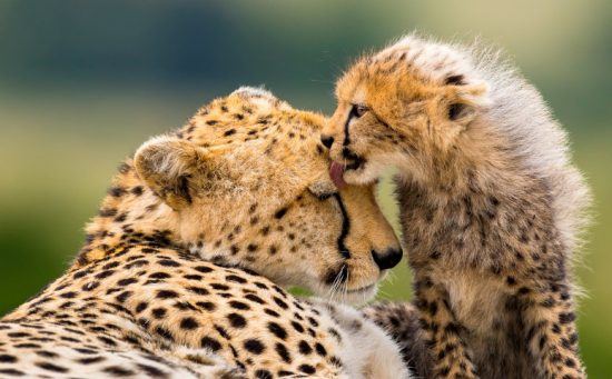 A cheetah cub and its mother having a cuddle and clean 