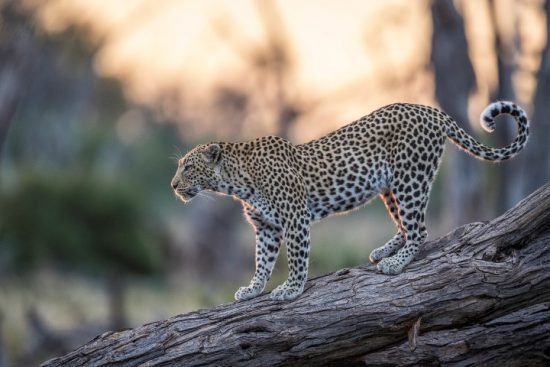 Leopard auf einem umgefallenen Baum in der Abendsonne