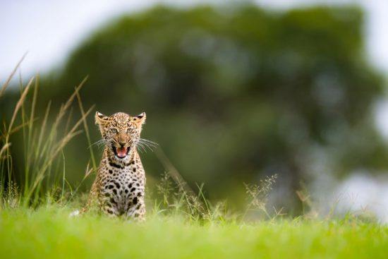 Kleines Leopardenjunges sitzt im grünen Gras und faucht