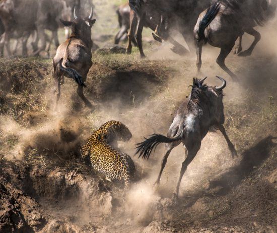 Leopard jagt Gnus bei einer Flussüberquerung