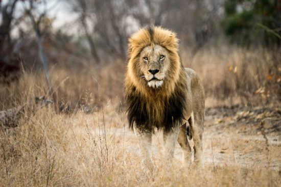 Safari à Kapama, terre du lion légendaire