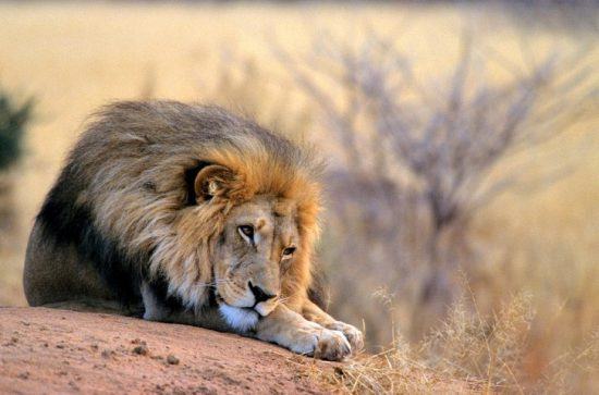 Ein männlicher Löwe ruht sich mitten in der Steppe aus