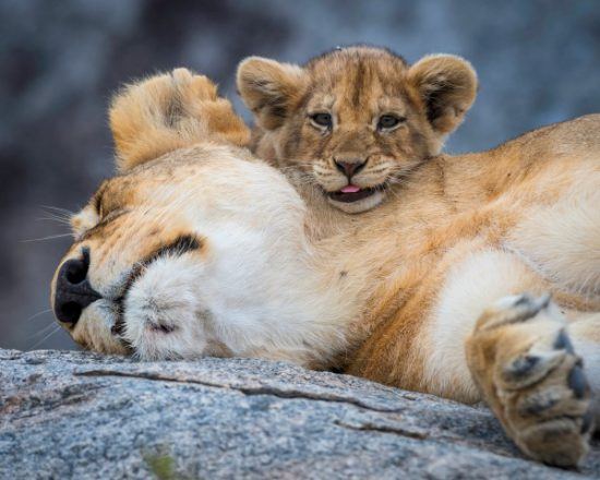 Nap time for this young lion cub 