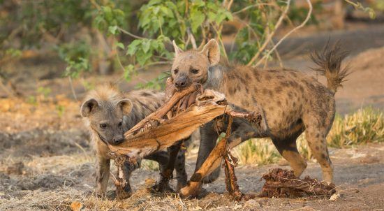 Baby hyenas and an impala skin