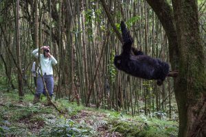 Photographe saisissant un gorille des montagnes en pleine action