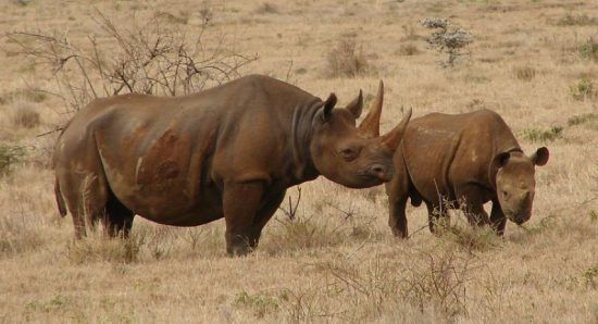 Zwei Spitzmaulnashörner in der Savanne - Unterschiede zwischen Breit- und Spitzmaulnashorn