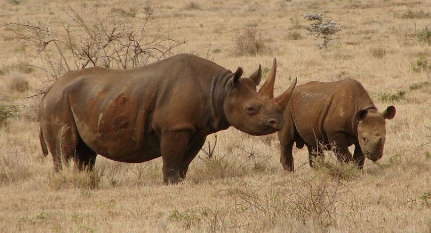 Zwei Spitzmaulnashörner in der Savanne - Schutz der Nashörner in Südafrika