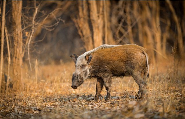 A bush pig stands in the morning light