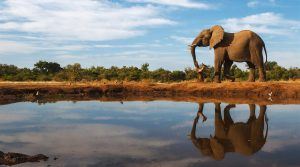 Un elefante reflejado sobre el agua en Botsuana