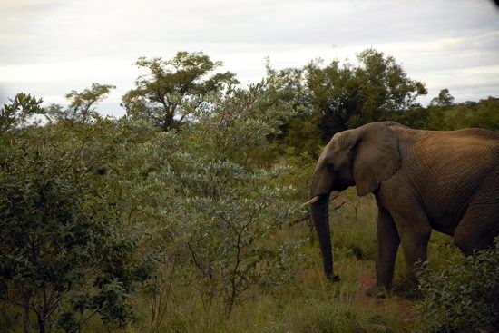 Elefante é visto durante safári na Reserva Welgevonden