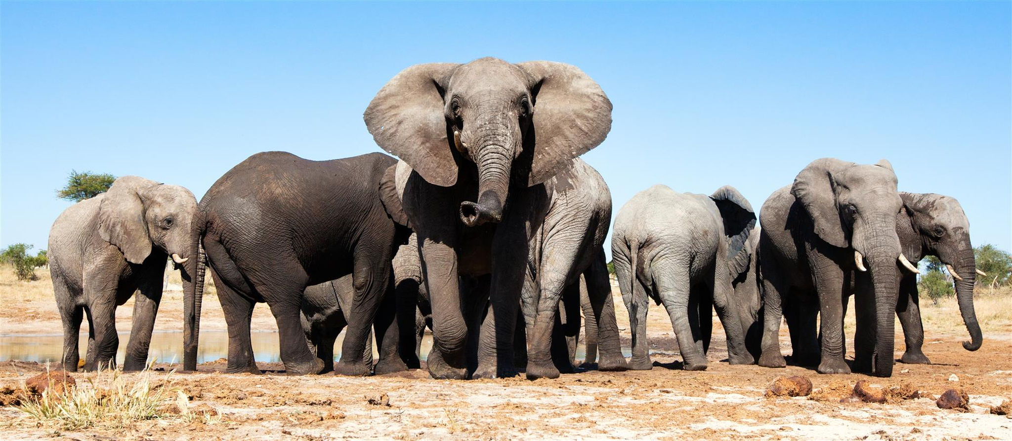 Herd of elephant in Botswana