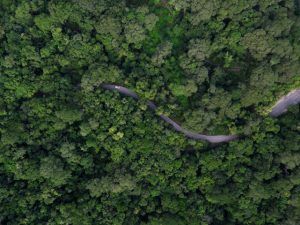 Una sinuosa carretera cruza un frondoso bosque en la Ruta de los Jardines