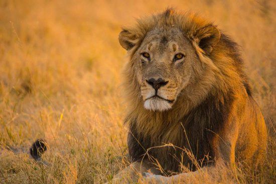 El "rey de los animales" posando para la cámara