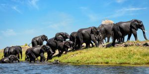 Un grupo de elefantes pasea por el Parque Nacional de Chobe, en Botsuana