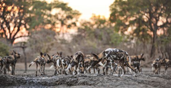 Wild dogs sunrise