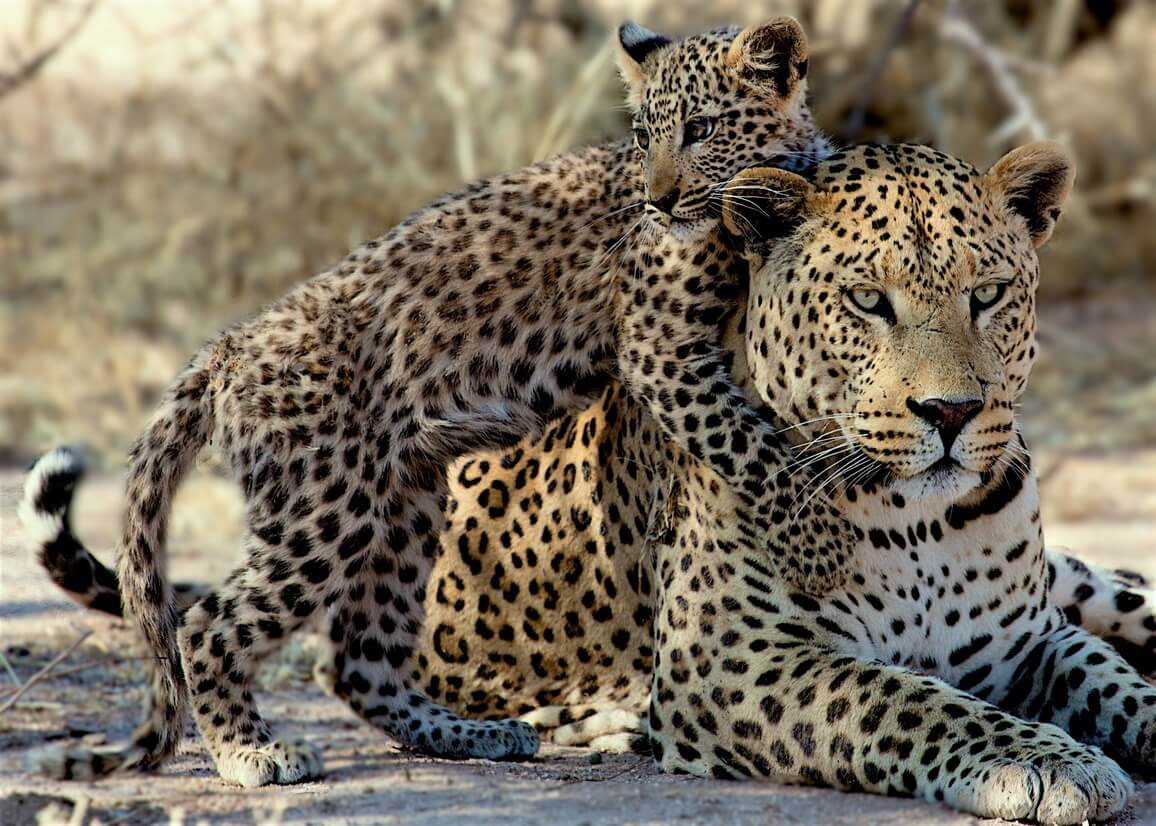 Ein ausgewachsener Leopard und sein Jungs spielen