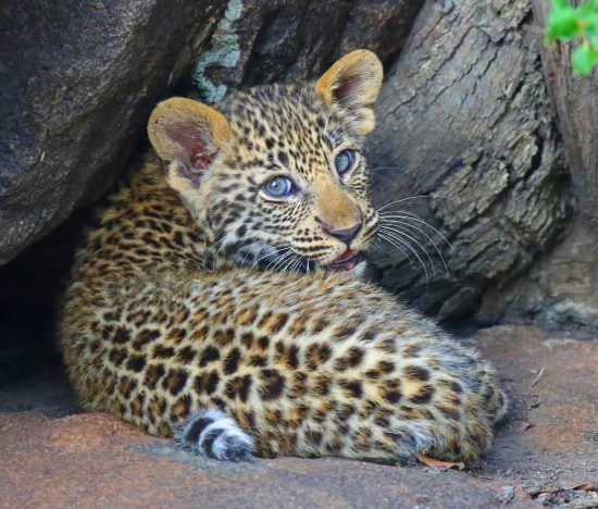 Ein Babyleopard liegt eingerollt unter einem Baum