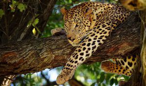 Book your safari in times of Covid-19 with Rhino Africa: Leopard in a tree in Botswana