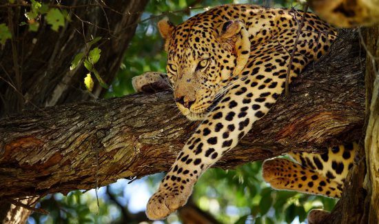 Ein Leopard in einem Baum in Botswana - Teil der besten Afrika-Touren für 2019