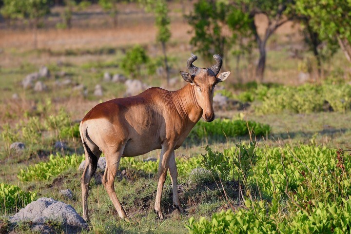 As shy animals, it's lucky to see a Lichtenstein's Hartebeest standing in an open plain