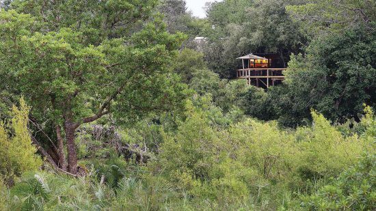 O Londolozi Tree Camp no Sabi Sand oferece oportunidades de visualização de animais