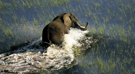 Elefant watet durchs Wasser im Okavango Delta