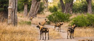 Un grupo de perros salvajes africanos en la reserva de animales Moremi, en Botsuana