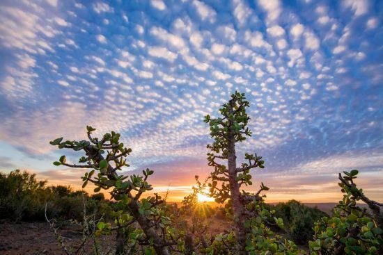 eine Pflanze, im Hintergrund der Sonnenuntergang