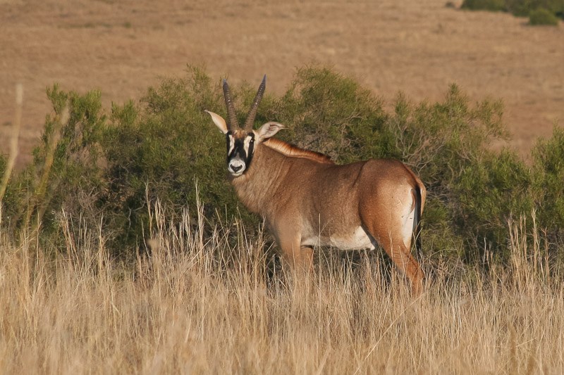 Unusual facial features marks a Roan antelope 