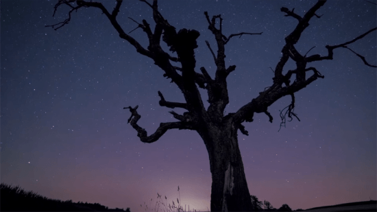 Looking up at the stars with the outline of a tree against the sky 