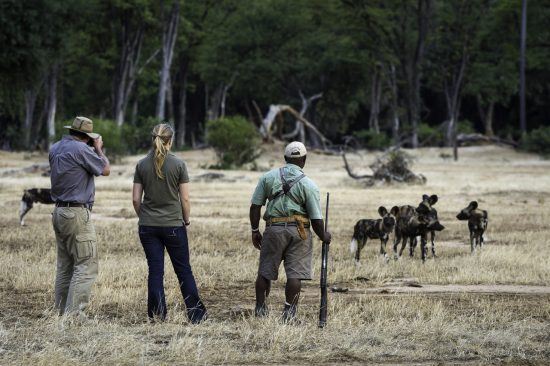 Walking with Wild Dogs