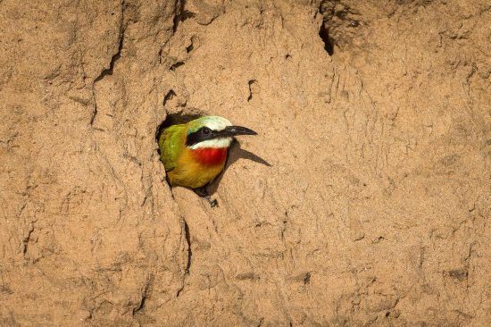 Bee-eater in sand bank