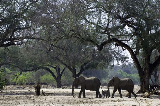 Elephants in Mana Pools