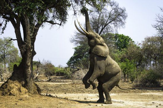 Elephant on its back legs