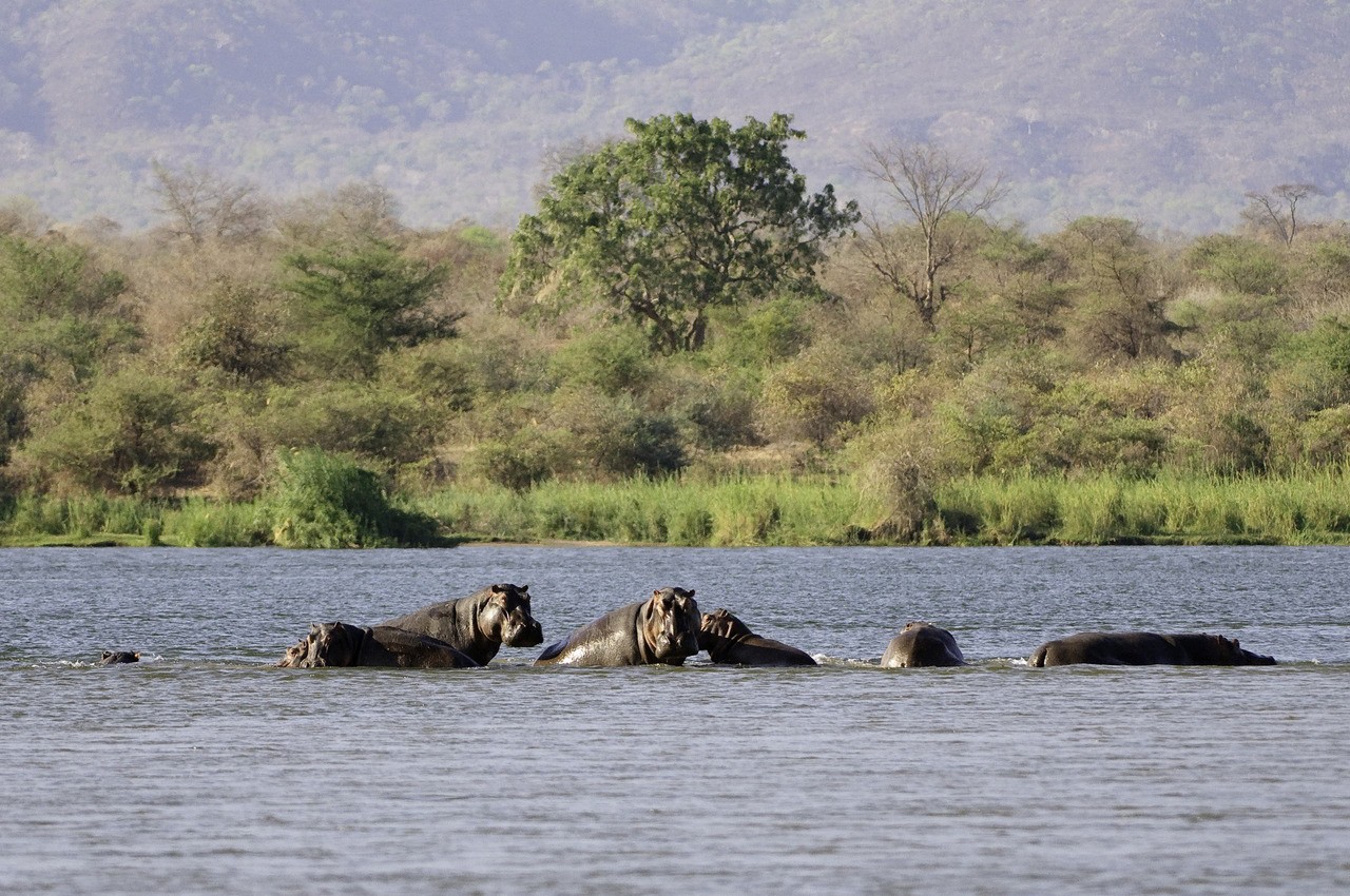 Hippopotames dans le Zambèze, près des Chutes Victoria