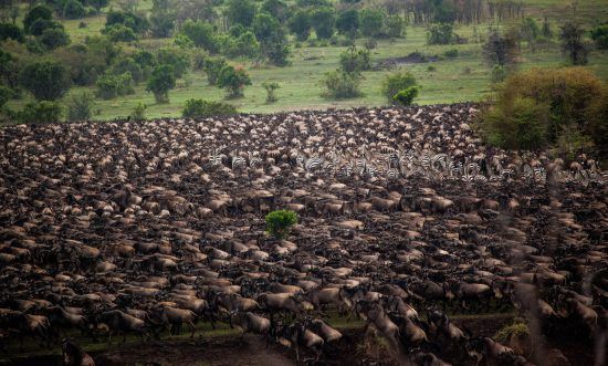 viele Tiere, dahinter Steppe