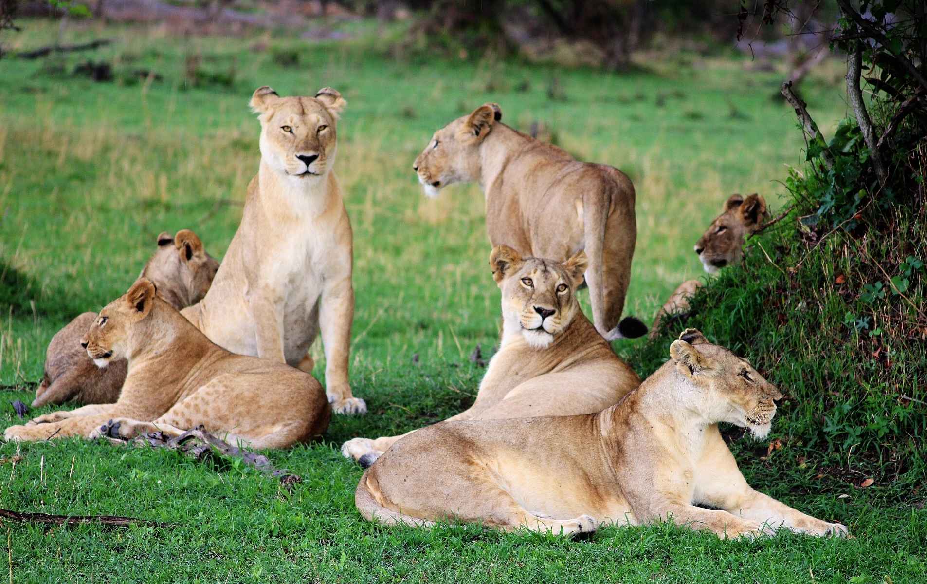 Lionne se prélassant sur l'herbe au Serengeti, Tanzanie