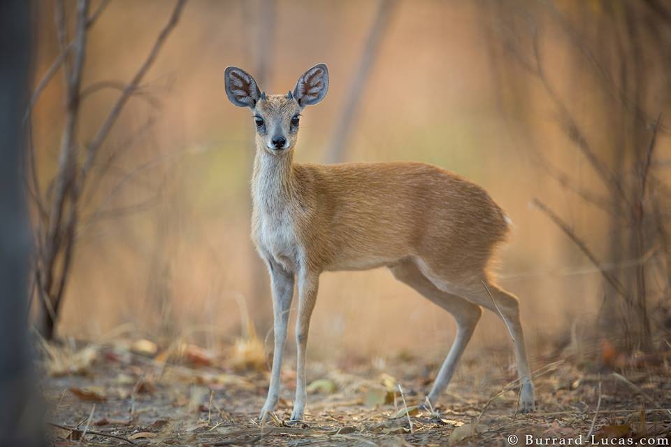 A Sharpe's Grysbok looking at the camera, South Luangwa National Park in Zambia