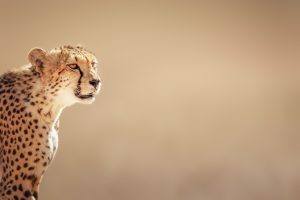 Un guapardo en el desierto del Kalahari, Botsuana